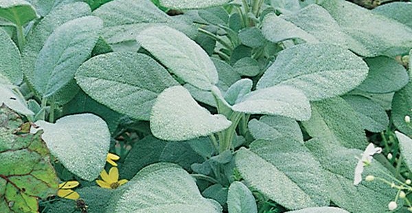 Berggarten sage family Sage Berggarten plant