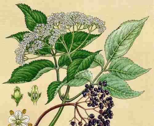 Medicinal Herb Black Elder Sambucus nigra plant