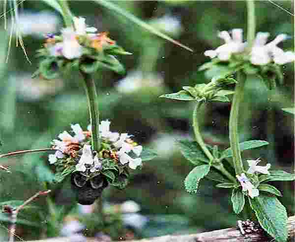 Sage Garden Variety Black Sage Plant
