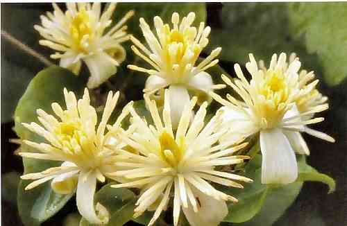 Clematis Stimulative Properties Clematis