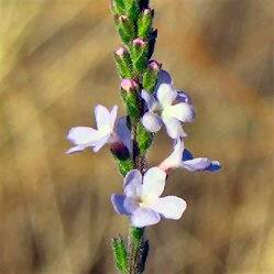 Benefits Of Vervain Sage